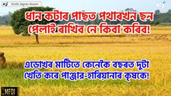 Paddy Harvesting After Farming