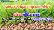 Turmeric Farming : এবিঘা মাটিত কৰক ৮-৯ মাহত ১ লাখ টকা চকুমুদি লওঁক