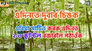 Sponge Gourd  : এবিঘা মাটিত কৰক এদিনত ২-৩ কুইন্টল বজাৰলৈ পঠাওঁক