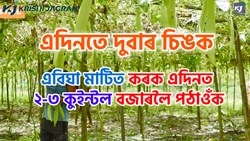 Sponge Gourd Farming Benefit