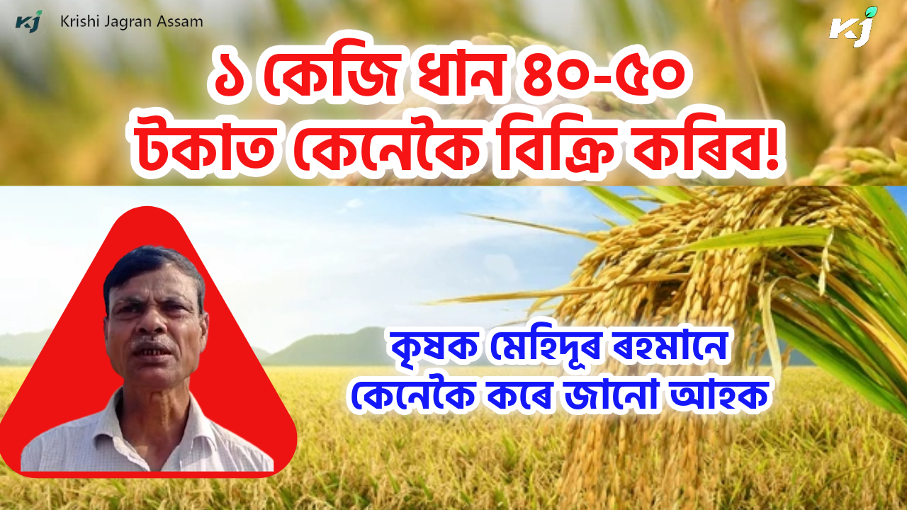 Certified Paddy Seeds Production In Assam