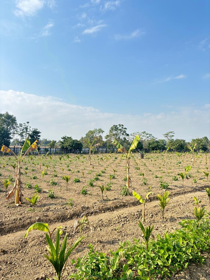 তামোলৰ পুলিৰ মাজে মাজে কৃষকগৰাকীয়ে জলকীয়া পুলি লগাইছে