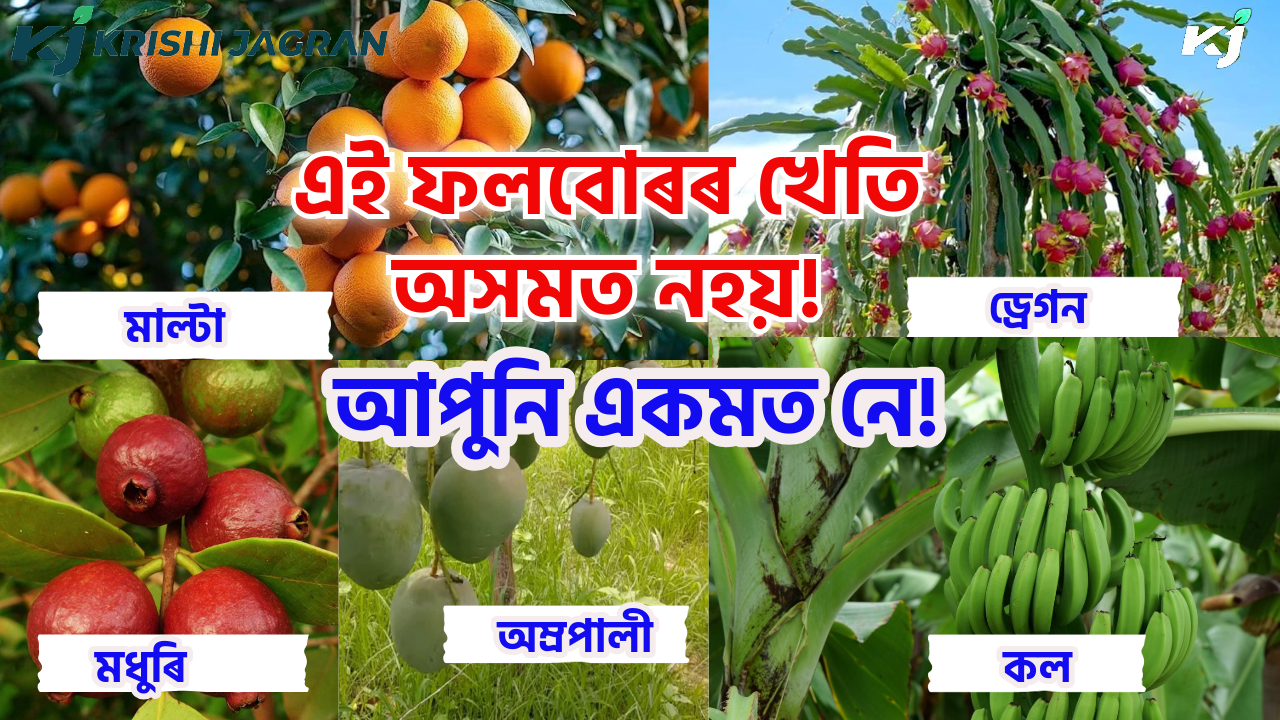 New Horticulture Fruit Farming in Assam