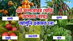 New Horticulture Fruit Farming in Assam