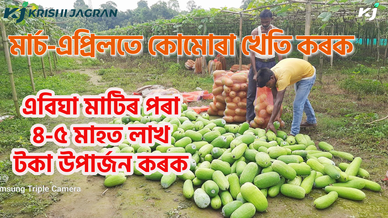 Ash Gourd Farming