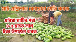 Ash Gourd Farming