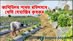 King Chilly farming in Dhemaji