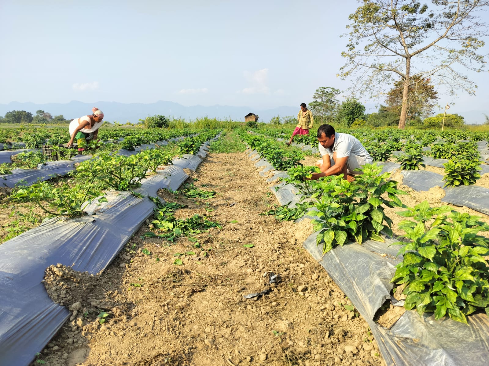 King Chilly farming in Dhemaji