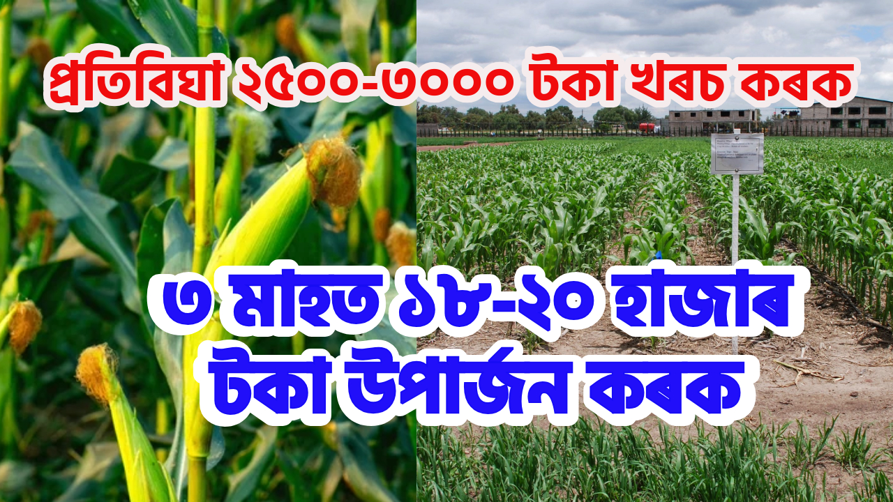 Maize Farming Benefit