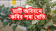 Farming without Soil : শিক্ষিত যুৱক-যুৱতীসকলে বোকা-পানী নগছকাকৈ কৰিব পাৰিব খেতি