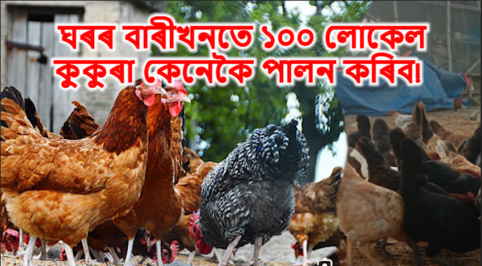 Local poultry Farming benefit