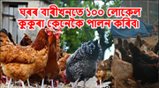 Local Murgi Farming : বাৰীখনতে ১০০ লোকেল  কুকুৰা কেনেকৈ পালন কৰিব!  