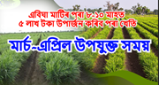 মাৰ্চ-এপ্ৰিলত এবিঘা মাটিত কৰি  ১০ মাহত ৫ লাখ টকা উপাৰ্জন কৰিব পৰা খেতি  মাৰ্চ-এপ্ৰিলত এবিঘা মাটিত কৰি  ১০ মাহত ৫ লাখ টকা উপাৰ্জন কৰিব পৰা খেতি