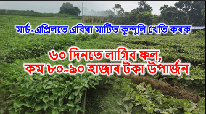 Pointed gourd farming benefit