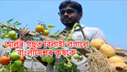 Amazing Grafting Farming!  টোমালু,  একেটা গছতে বিলাহী আৰু আলু
