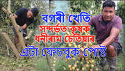Berry Farming tips & Profit : ৰোণপ কৰাৰ ৮ মাহতে গছত ফল লাগে