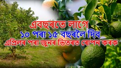 Malta Fruit farming in Assam