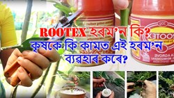 What is ROOTex Hormone? Why Do Farmers Use It?