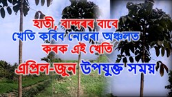 Swietenia Pant Farming profit