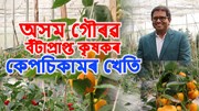 পলিহাউচত ৰঙা-হালধীয়া কেপচিকাম – উৎপাদন বৃদ্ধিৰ আধুনিক কৌশল!