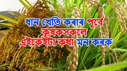 Essential Things Farmers Must Remember for Good Rice Cultivation