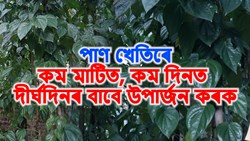 Betel Leaf Farming Benefits: A Golden Opportunity for Assamese Farmers!