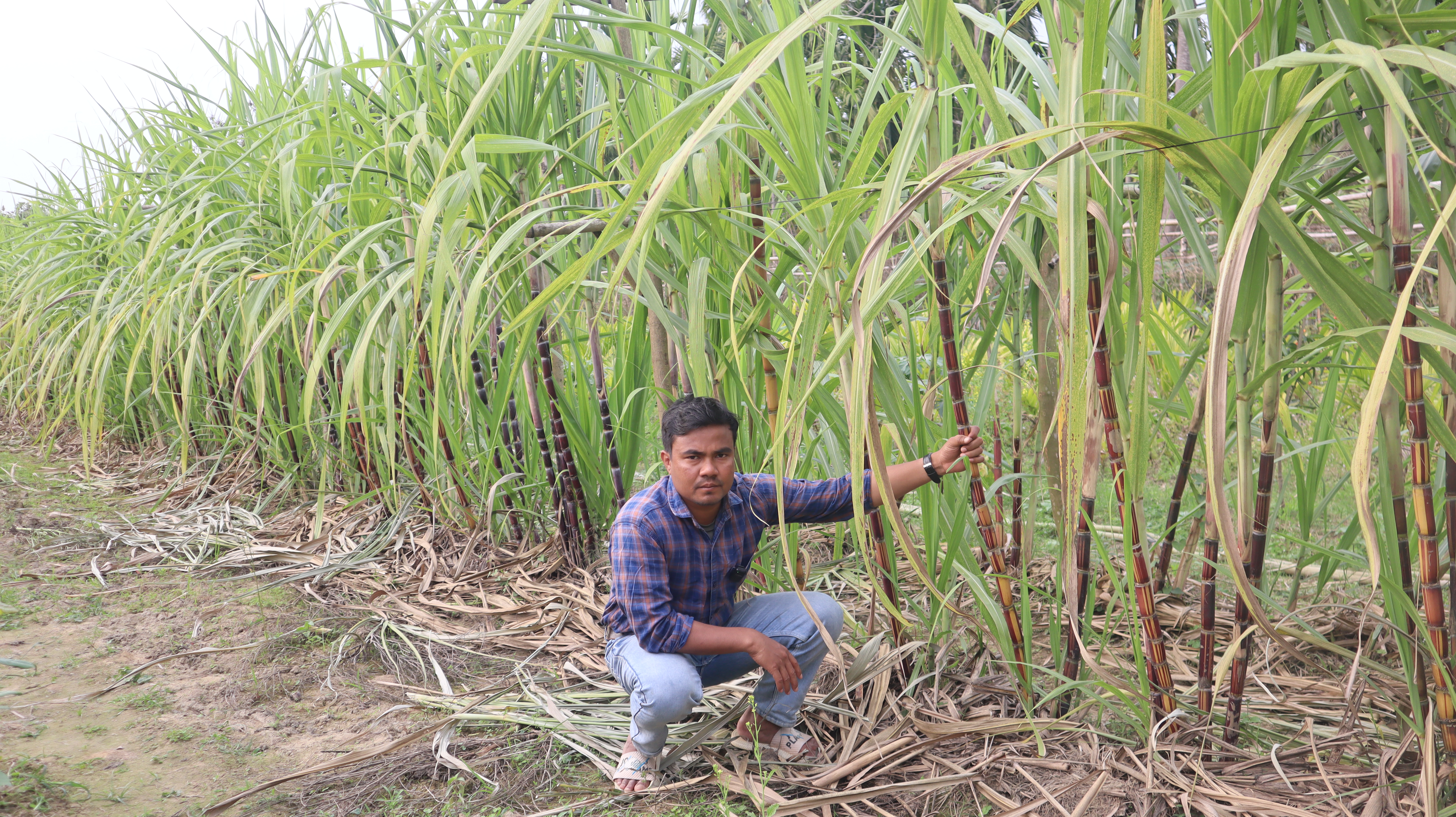 Sweet Success: The Top Benefits of Sugarcane Farming
