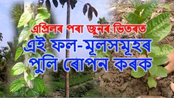 Upcoming Tree plantation Time