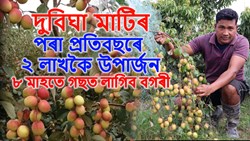 Berry farming time, tips, Care & benefit