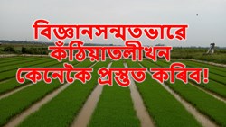 Best Practices for Creating a Perfect Paddy Nursery