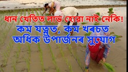 Sustainable Alternatives to Conventional Paddy Cultivation