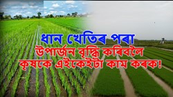 The Science Behind Integrated Rice Farming: Higher Productivity with Lower Environmental