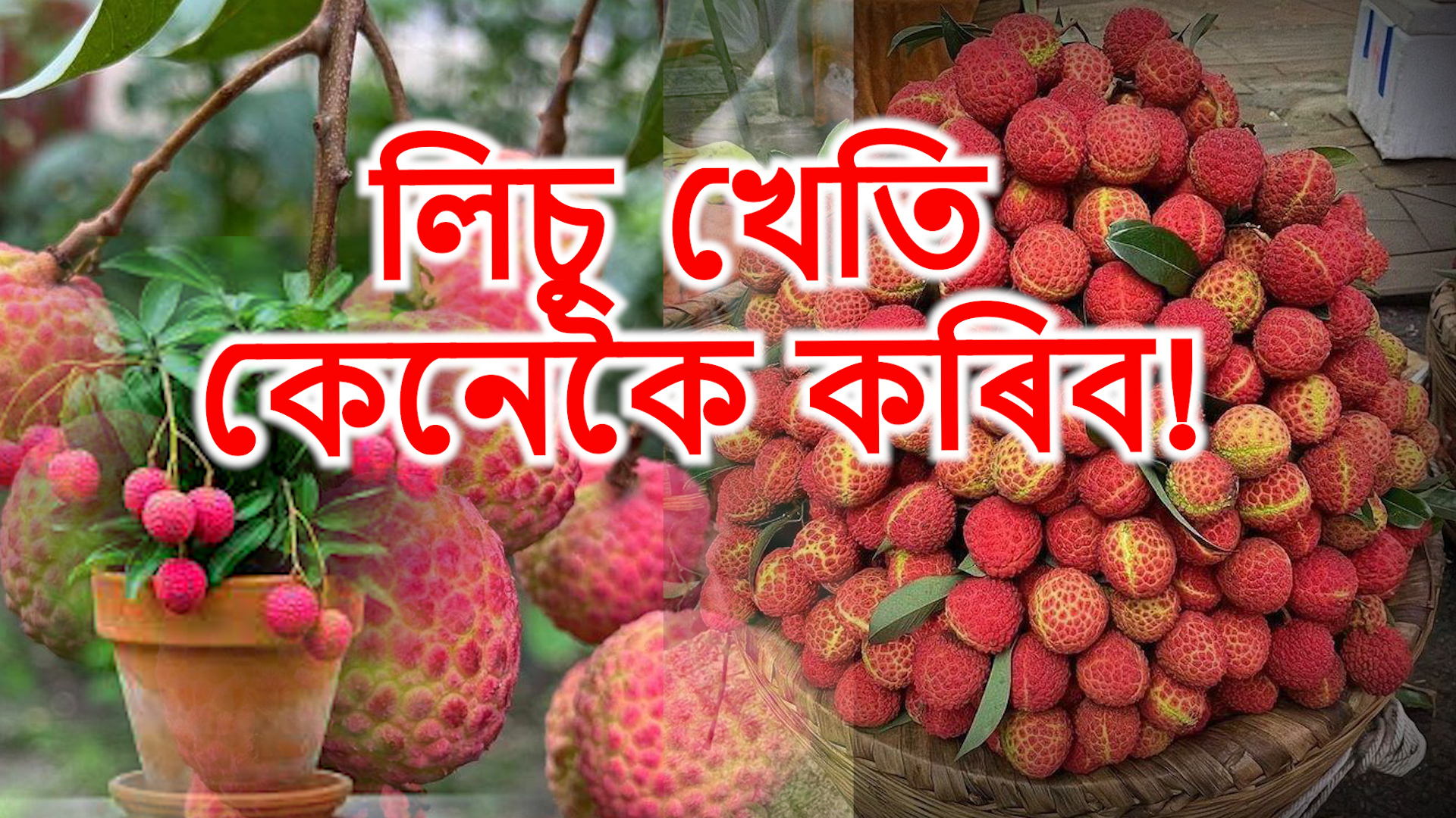 Litchi farming time & its farming benefits