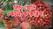 Litchi farming : ভালদৰে কৰিলে এজোপা লিচুত  ৬০-৭০ কেজি পৰ্যন্ত লাগে