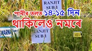 Assam Flood tolerant Paddy Variety  : পানীৰ তলত ১৪-১৫ দিন থাকিলেও নমৰে