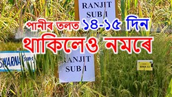 Assam Flood tolerant Paddy Variety