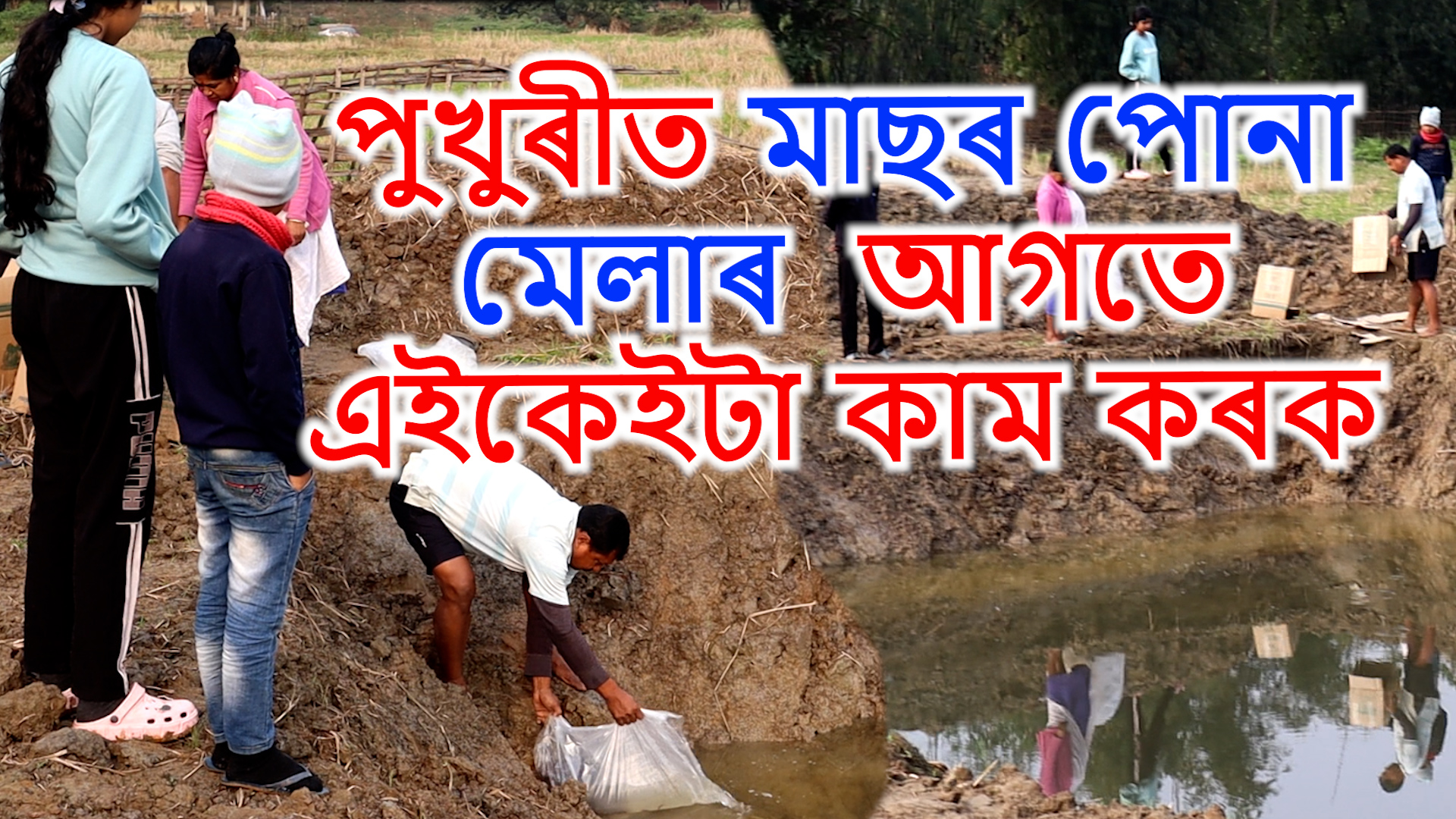 Do these tasks before releasing fish seeds in the pond
