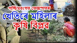 Bay leaf farming Profit