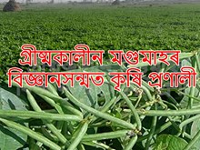 Green Gram Farming  : গ্ৰীষ্মকালীন মগুমাহৰ বিজ্ঞানসন্মত কৃষি প্ৰণালী
