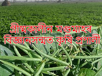 Green Gram Farming  : গ্ৰীষ্মকালীন মগুমাহৰ বিজ্ঞানসন্মত কৃষি প্ৰণালী