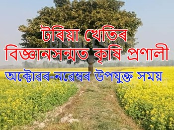 Toria Farming Tips & benefit :  টৰিয়া খেতিৰ বিজ্ঞানসন্মত কৃষি প্ৰণালী