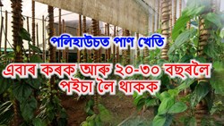 Betel leaf Farming in Poli house