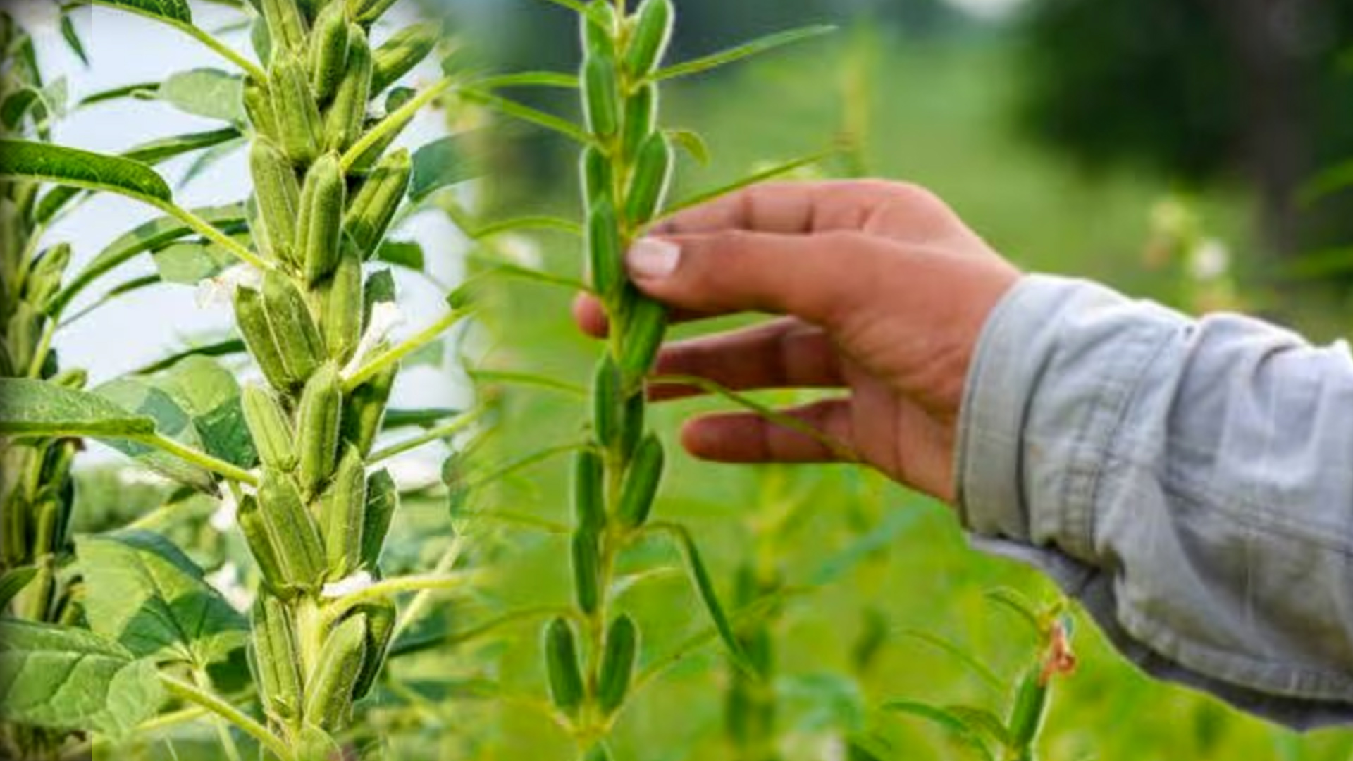 Sesame Farming ( তিল খেতি)