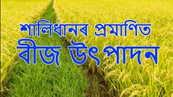 Certified Paddy Seed Production