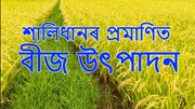 Certified Paddy Seed Production: শালিধানৰ প্ৰমাণিত বীজ উৎপাদন Certified Paddy Seed Production: শালিধানৰ প্ৰমাণিত বীজ উৎপাদন