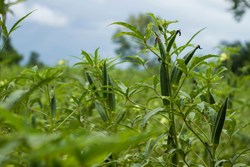 Earn Double Profit with Okra Farming This Monsoon