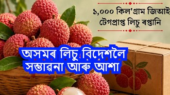 অসমৰ লিচু বিদেশলৈ সম্ভাৱনা আৰু আশা