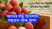 অসমৰ লিচু বিদেশলৈ সম্ভাৱনা আৰু আশা