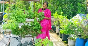 মাটি অবিহনেই ছাদত বিদেশী পাচলিৰ খেতি