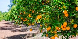 How To Earn Lakhs From Malta Cultivation